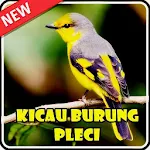 Kicau Burung Pleci Apk