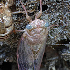 Hieroglyphic Cicada