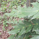 Beale's barberry