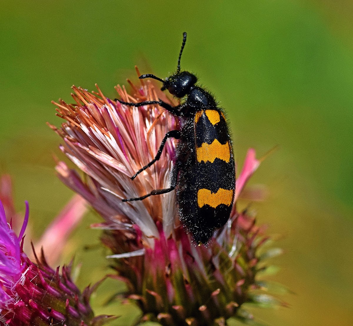 Blister Beetle