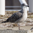 Immature Gull