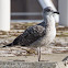 Immature Gull