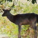 White tailed deer