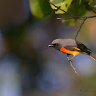 SMALL MINIVET