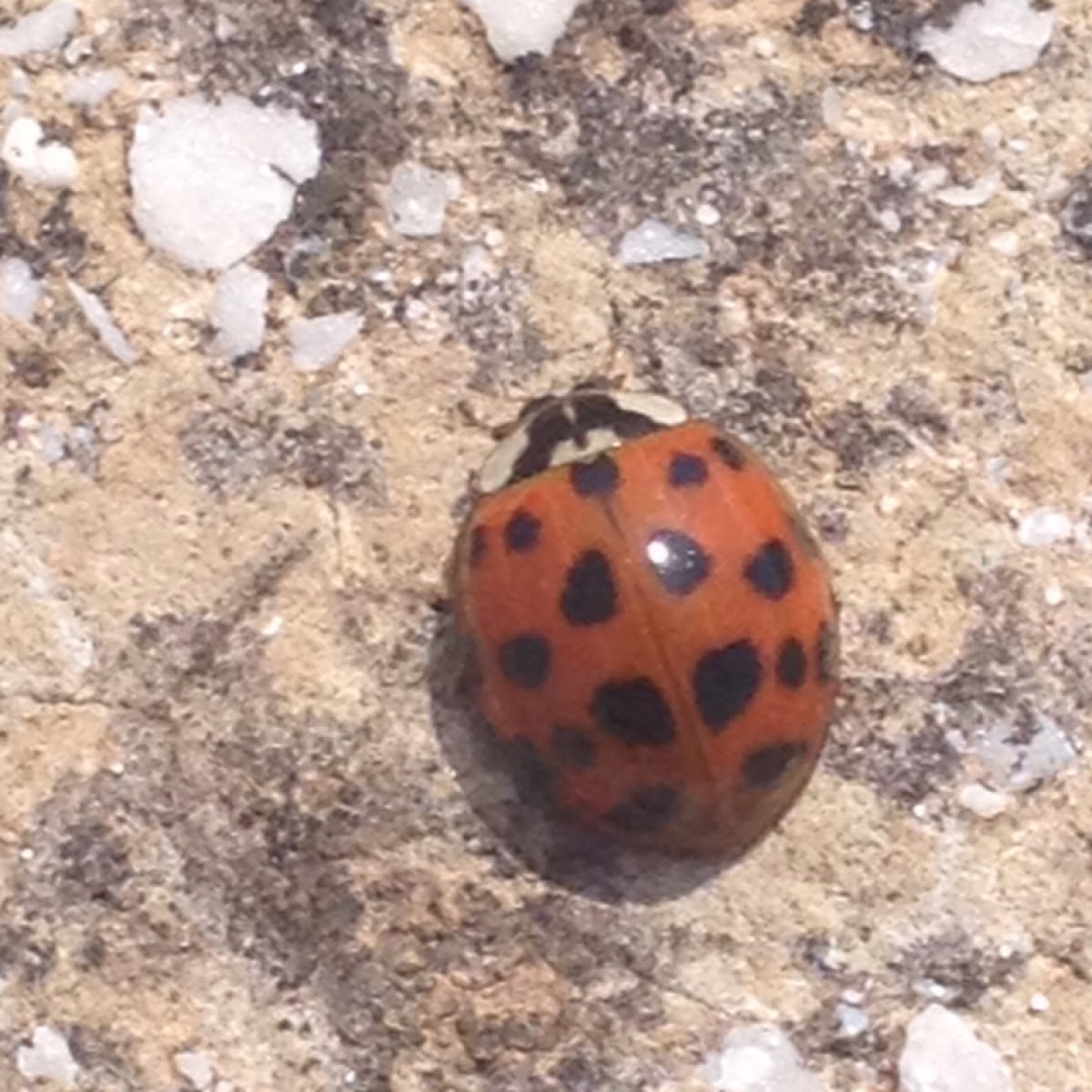 Coccinella arlecchino - Asian ladybird beetle