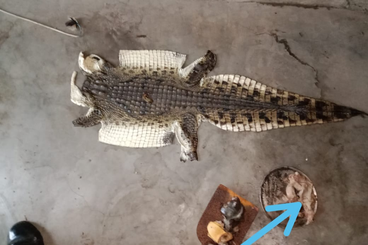 Police officers and game rangers proceeded to KwaJobe in Hluhluwe, KZN, where they found the remains of a crocodile and the skeletal remains of various animals.