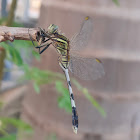 Green Marsh hawk