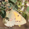 Clouded Yellow