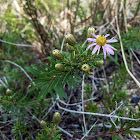 Flax-Leaved Aster