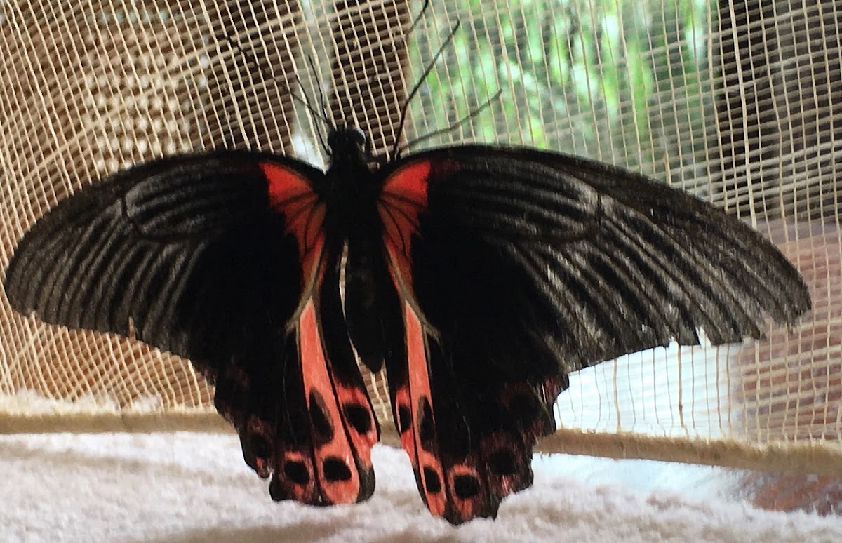 Scarlet Mormon