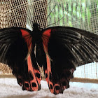 Scarlet Mormon