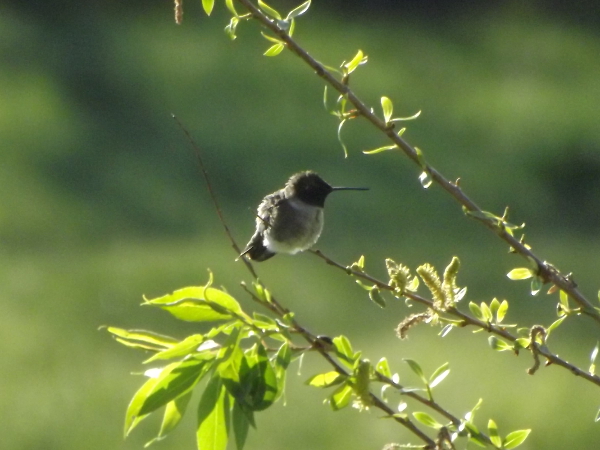 Broad-Tailed Hummingbird