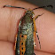 squash vine borer moth