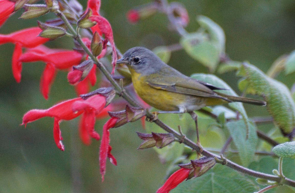 Nashville Warbler