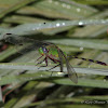 Great Pondhawk