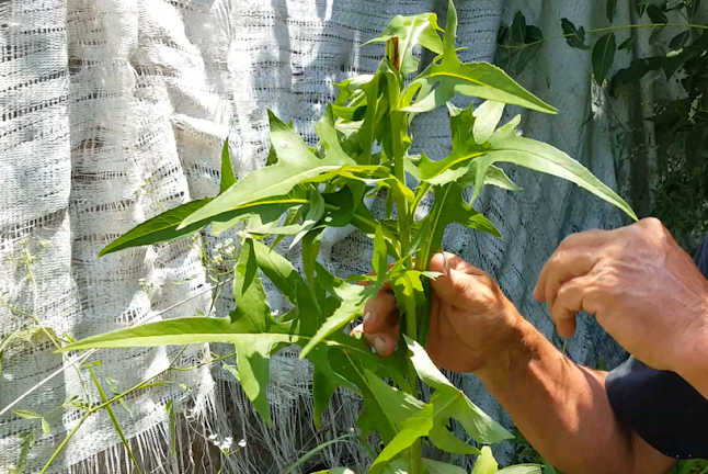 Le livre perdu des remèdes à base de plantes -  France