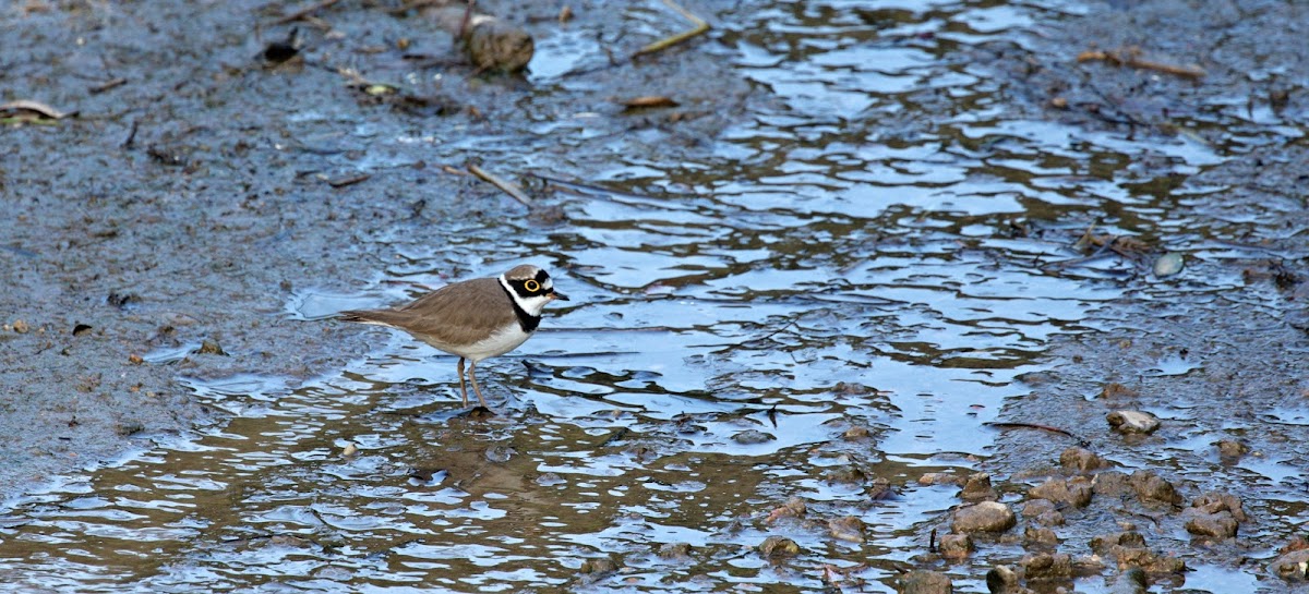 Little Ringed Plover (金目鴴)