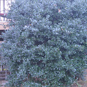 Evergreen Bush