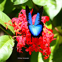 Ulysses Butterfly