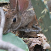 Eastern Cottontail