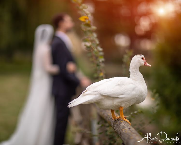 Fotógrafo de casamento Alberto Domanda (albertodomanda). Foto de 19 de setembro 2022