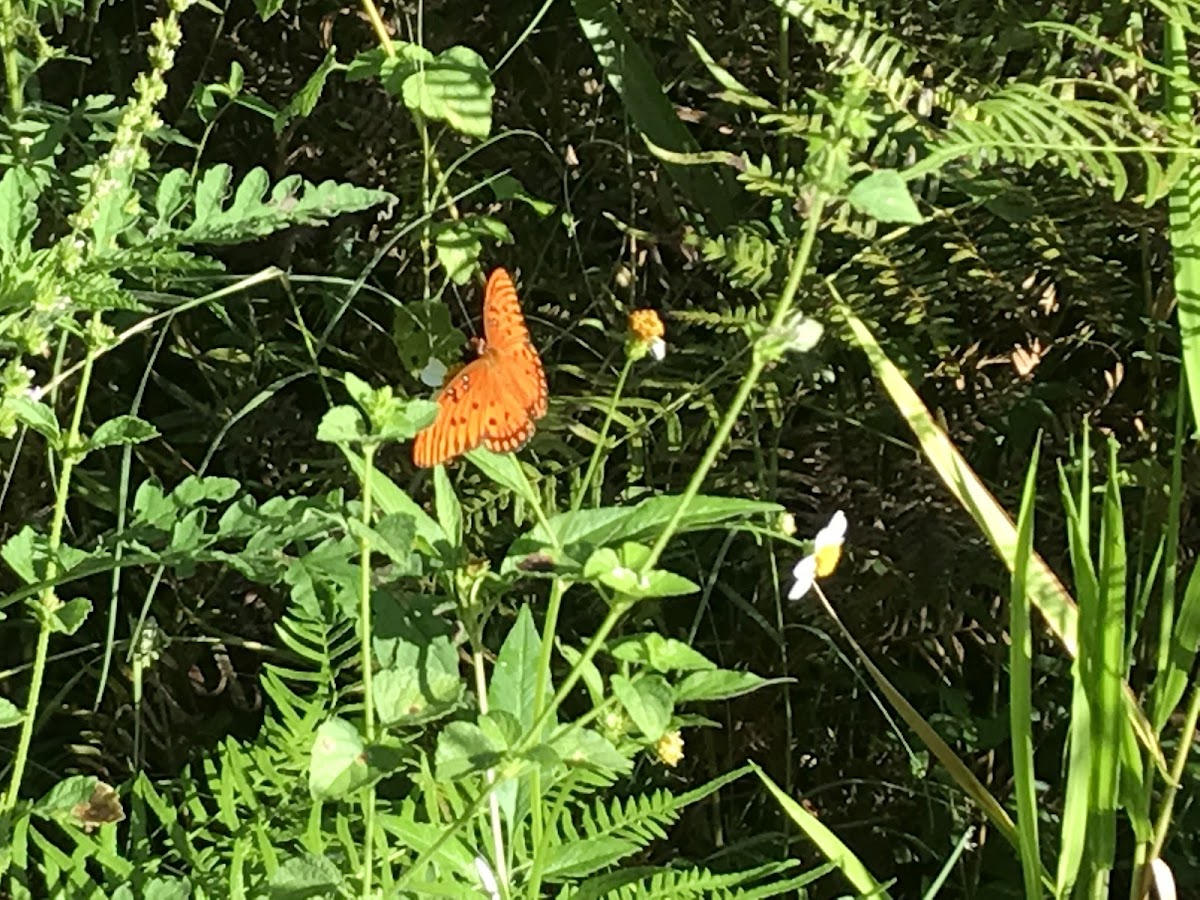 Gulf Fritillary