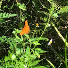 Gulf Fritillary