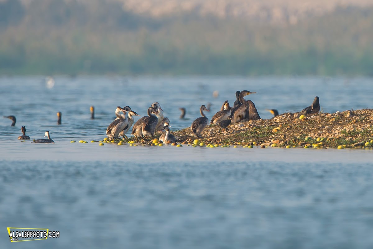 Great Crested Grebe.