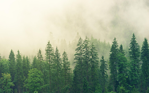Misty Pine Forest Foggy Morning screenshot 1
