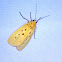 Yellow Tiger Moth