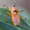 Assassin Bug