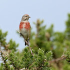 Linnet