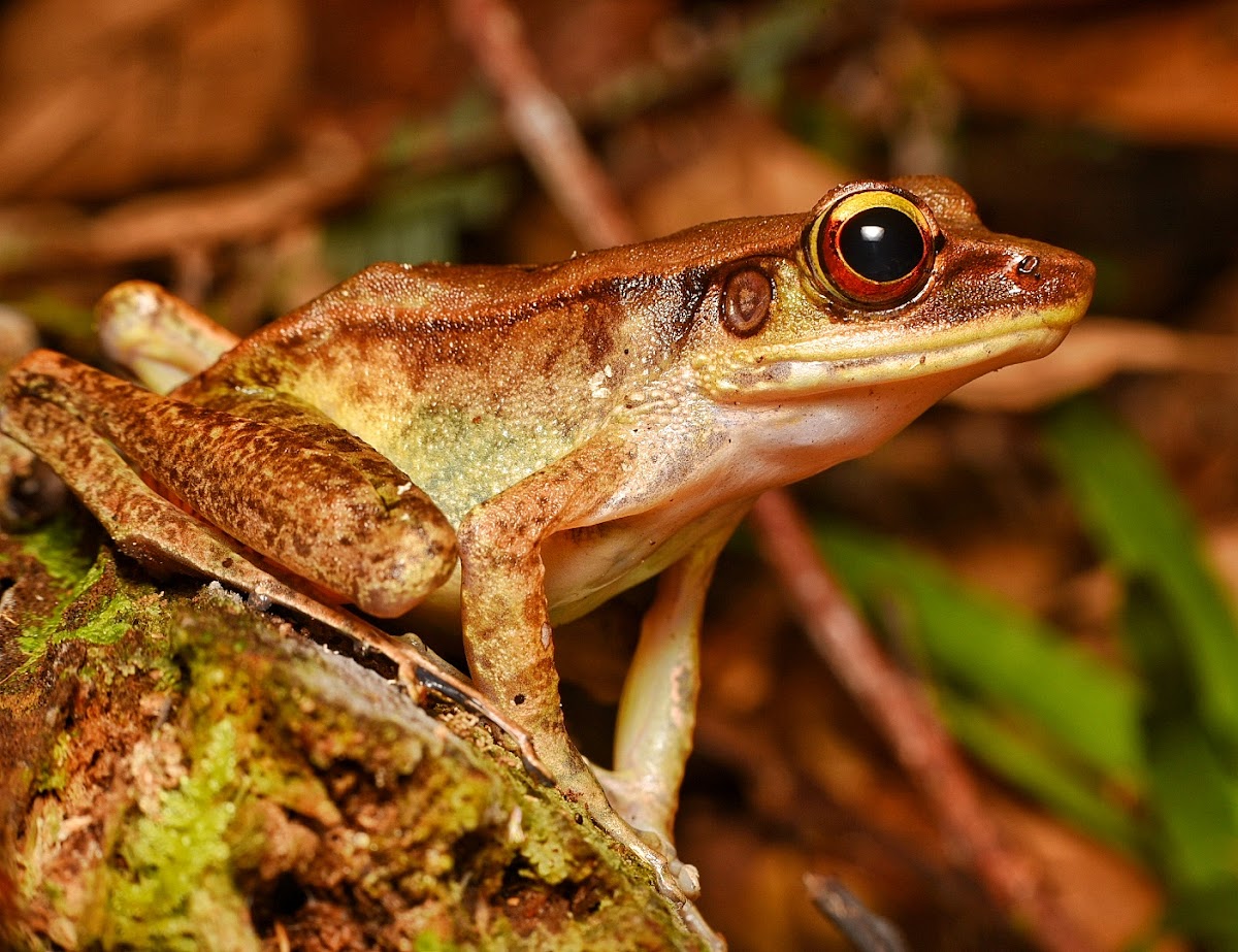 Slender Torrent Frog