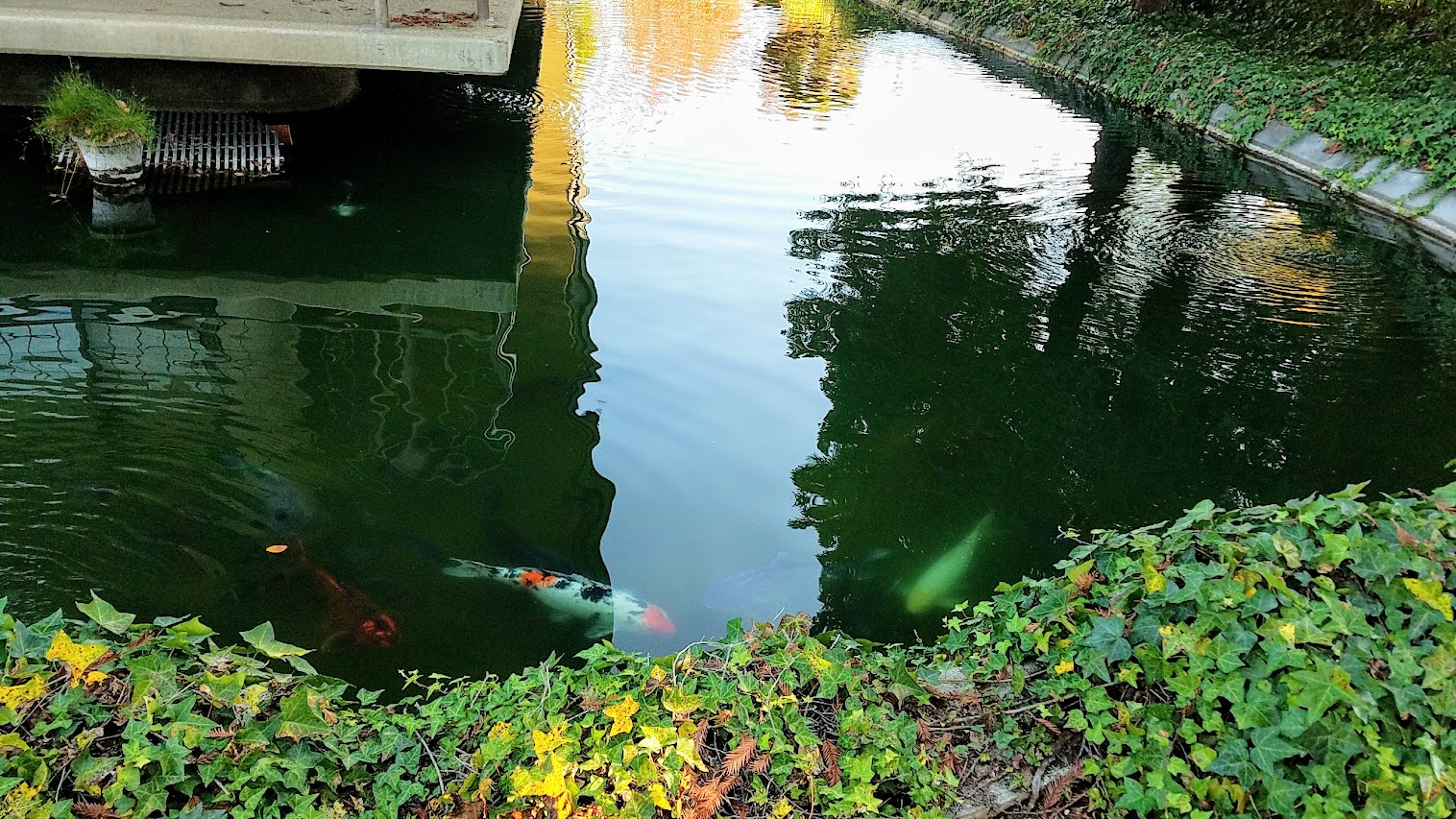 A look at the peaceful setting at Gekkeikan Sake USA in Folsom with the landscape and koi pond