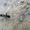 Black Ant