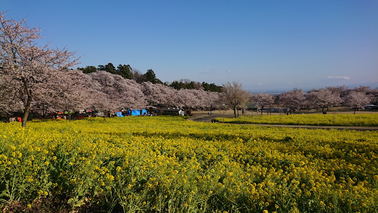 グロリアのドライブ・桜🌸見納めに関するカスタム事例の投稿画像5枚目