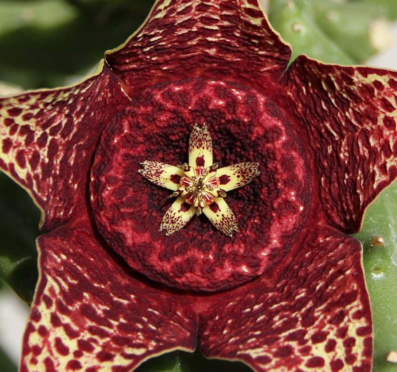 Fiore nel Fiore di GiBi