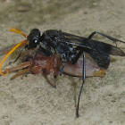 Spider wasp