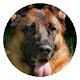 german shepherd HD New Tabs Popular Themes