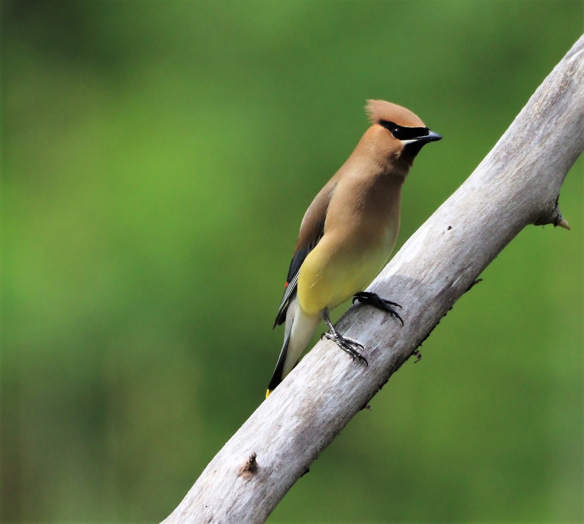 Ceder Waxwing