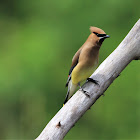 Ceder Waxwing