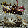 Flambuoyant Cuttlefish