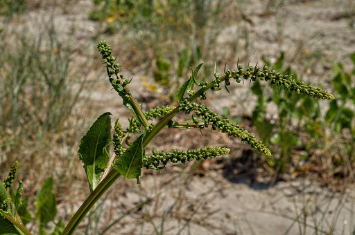 Beta maritima