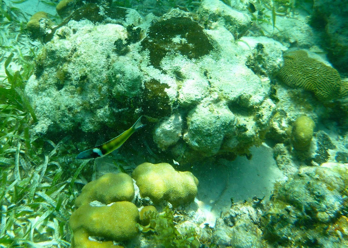 Bluehead Wrasse