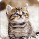 Download Cat Wallpapers  2.0