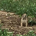 Prairie Dog