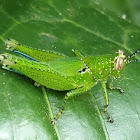 Nymph of Rufous-legged grasshopper