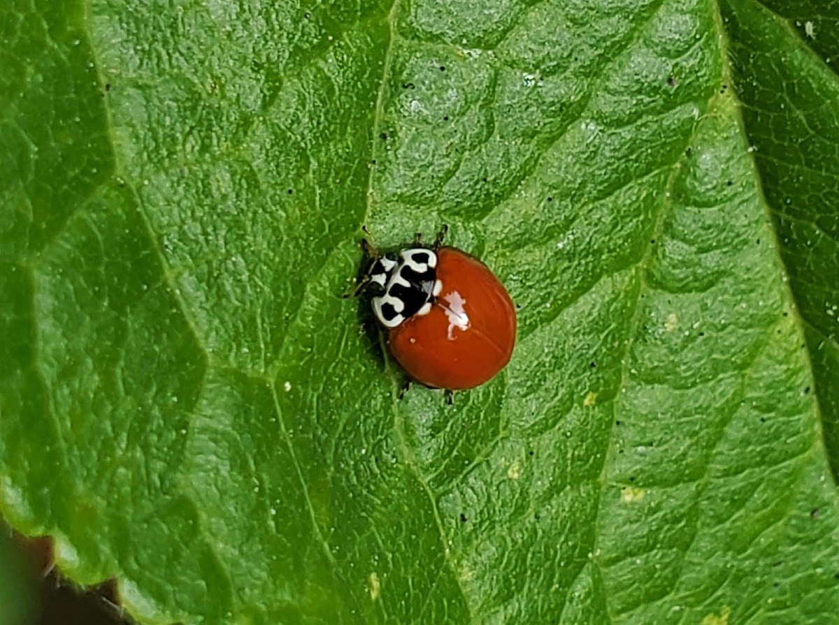 Western blood-red lady beetle