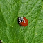 Western blood-red lady beetle