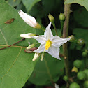 horse nettle